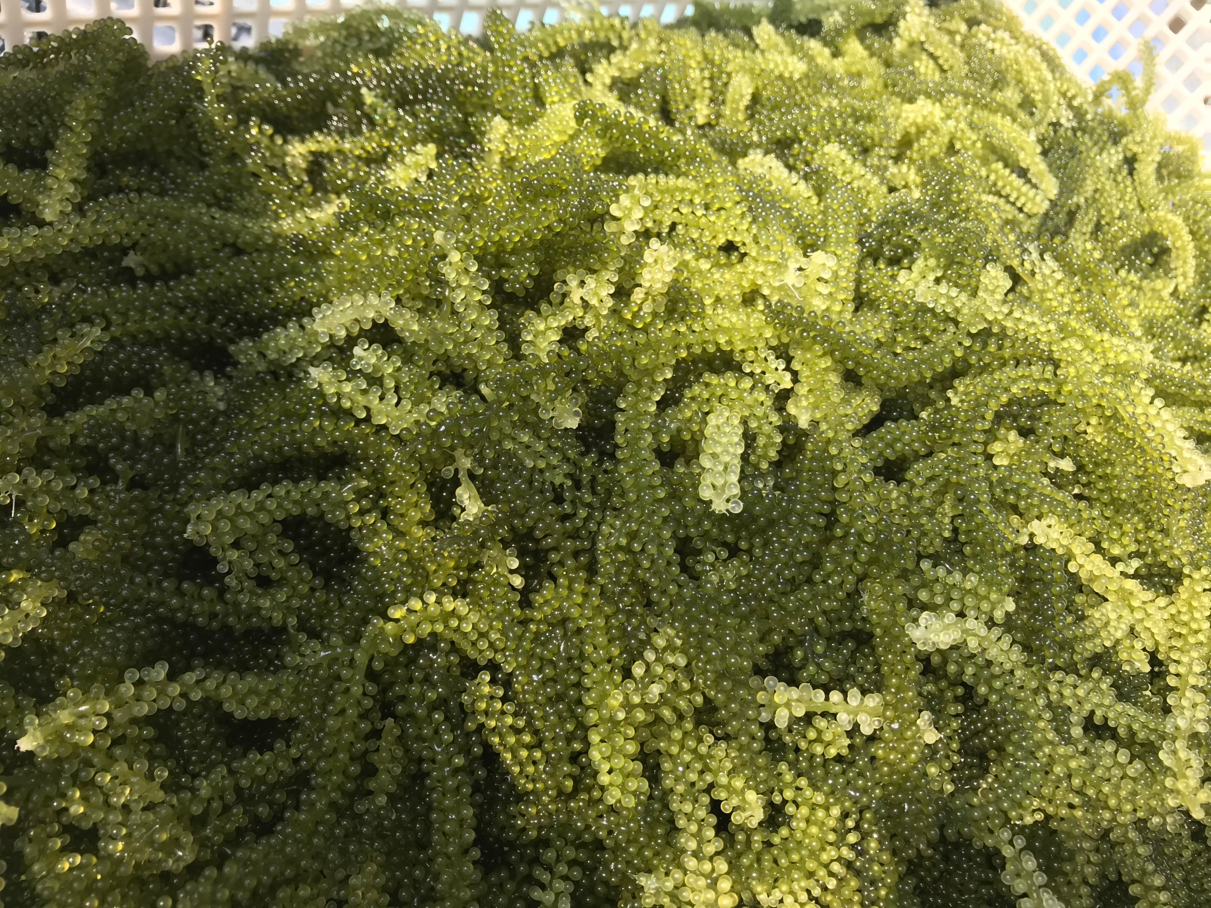 私たちについて